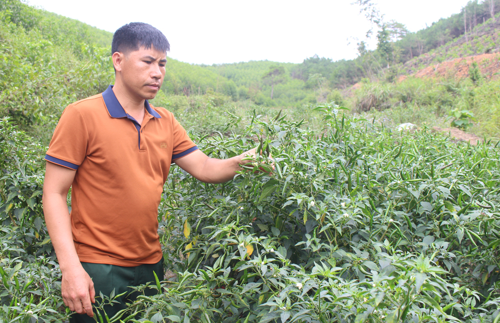 Mô hình trồng ớt của đảng viên Vi Văn Nghị.