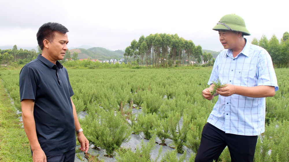 Đảng viên Chu Văn Hùng (đội mũ) giới thiệu về cây hương thảo.