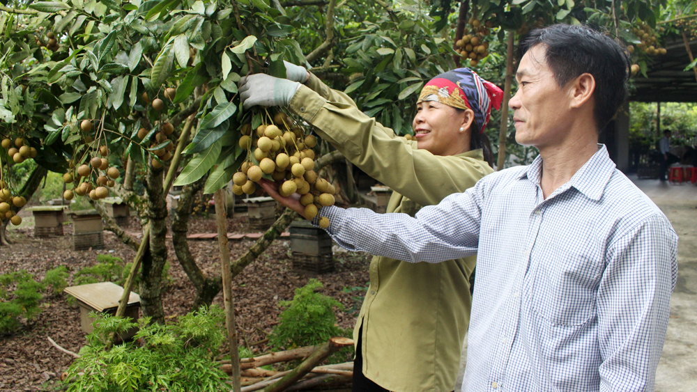 Nông dân xã Lục Sơn (Lục Nam) thu hoạch nhãn.