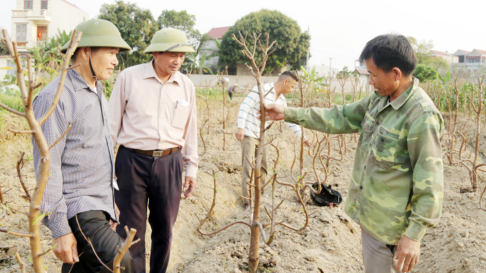 Bí thư Chi bộ, Tổ trưởng tổ dân vận cộng đồng thôn Kép, xã Hương Gián - Nguyễn Văn Độ  (thứ 2 từ trái qua) tìm hiểu tình hình sản xuất của nhân dân.