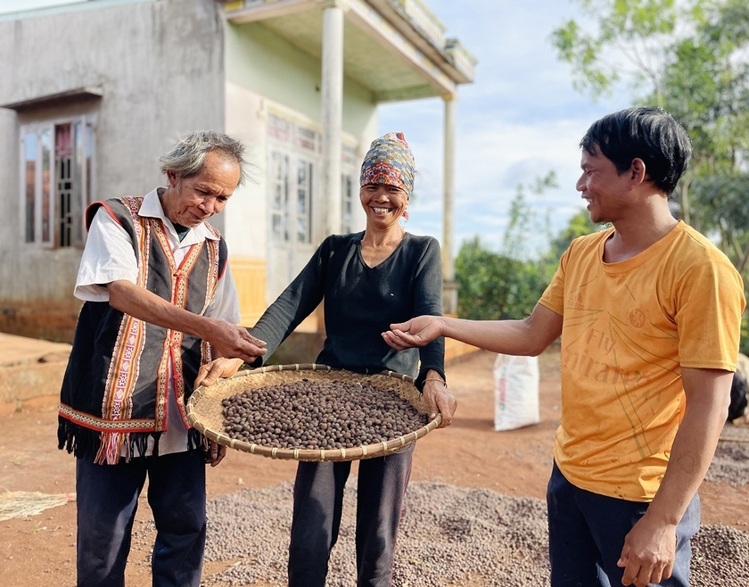 Già làng Rơmah Kul (bìa trái) và Trưởng thôn Rơmah Klơng (bìa phải; làng Dơ Nông Ó, xã Kông Htok, huyện Chư Sê) hướng dẫn người dân phơi, bảo quản cà phê. Ảnh: Mai Ka