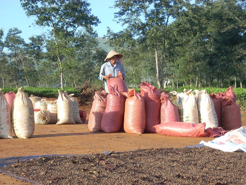 Nông dân xã Nghĩa Hưng (huyện Chư Păh) trong mùa thu hoạch cà phê. Ảnh: Thanh Nhật