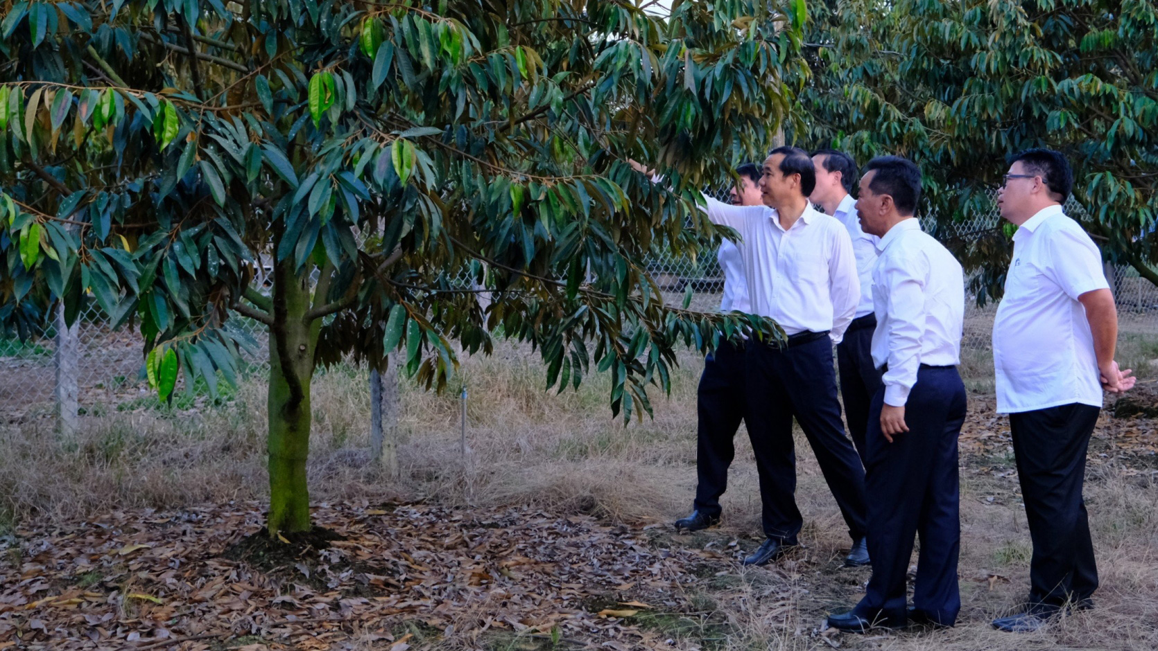 Đồng chí Nguyễn Thái Học - Quyền Bí thư Tỉnh ủy Lâm Đồng thăm các mô hình sản xuất sầu riêng của nông dân huyện Đạ Huoai