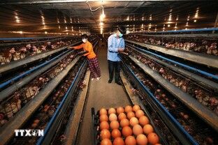 Thủ tướng: Thúc đẩy sản xuất kinh doanh, phục vụ nhu cầu Tết của nhân dân