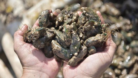 Làm giàu từ bãi bồi ven biển