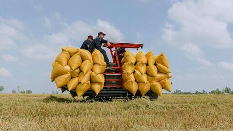Nông nghiệp An Giang chuyển mình   - Bài 1: Hành trình từ vựa lúa đến khẳng định thương hiệu lúa gạo An Giang