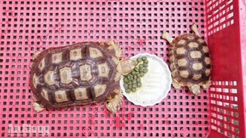 Người dân tự nguyện giao nộp nhiều động vật hoang dã 