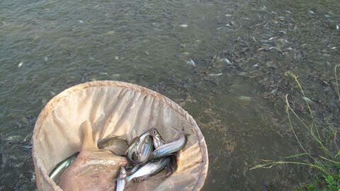 Thiếu hụt con giống cá tra