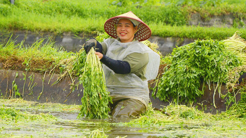 Chi bộ thôn Thanh Lâm lãnh đạo chuyển đổi sản xuất nông nghiệp