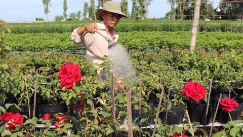 Nông nghiệp xã Hội An: Từ cây màu đến liên kết tiêu thụ bền vững