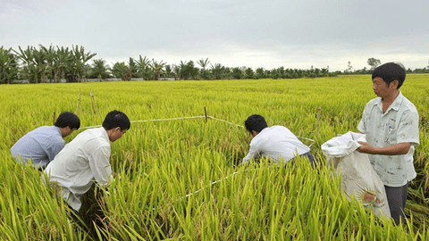 Tổng kết mô hình sản xuất lúa ở Vĩnh Hanh