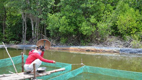 Phát triển kinh tế gắn với bảo vệ rừng