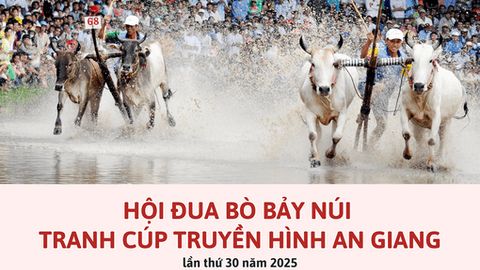 [Infographics] Hội Đua bò Bảy Núi lần thứ 30 tranh Cúp Truyền hình An Giang