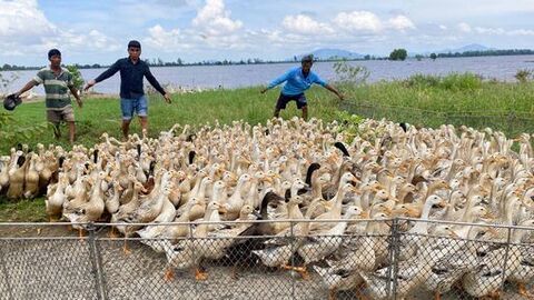 Chạy vịt mùa gió bấc