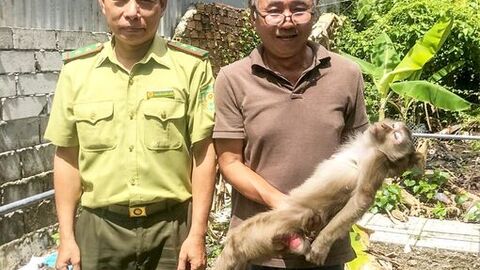 Người dân An Giang tự nguyện giao nộp cá thể khỉ đuôi lợn quý hiếm