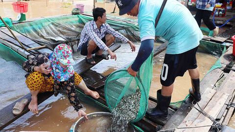 Rộn ràng mùa cá linh ở đầu nguồn