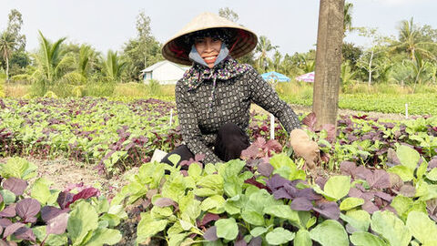 Trồng rau hiệu quả ở Thạnh Lộc