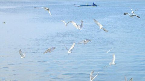 Mùa chim nhạn về bên cửa sông Kiên 