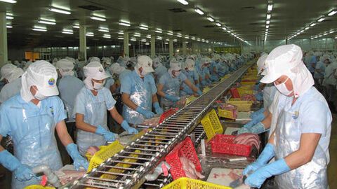 Liên kết “5 nhà” đưa cá tra vươn xa