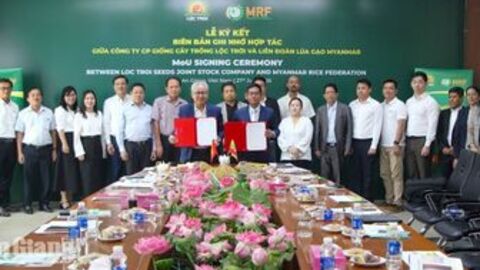 Lộc Trời Seeds bắt tay Liên đoàn Lúa gạo Myanmar phát triển chuỗi giá trị lúa gạo bền vững