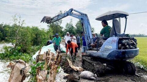 Xã Cô Tô, xã Ba Chúc huy động lực lượng gia cố đê bao tại các điểm xung yếu