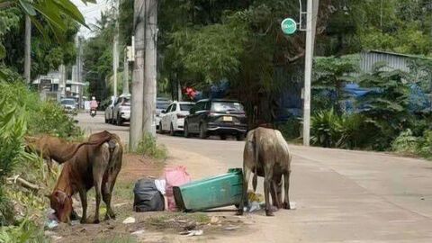 Phú Quốc ra thông báo cấm chăn thả rông gia súc tại các khu vực công cộng