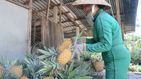 Xã Bình An phát triển mô hình đa canh tổng hợp khóm - cau - dừa