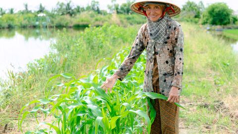 Rau sạch của phụ nữ ấp Phong Lưu