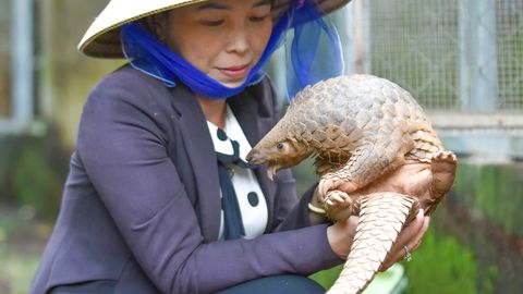 Cứu hộ động vật quý hiếm ở Vườn quốc gia U Minh Thượng