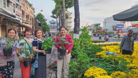 Hoa Tết về phố biển