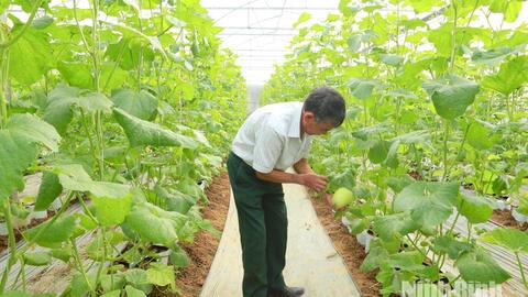 Công nghệ cao đưa nông nghiệp phát triển bền vững