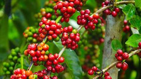 Giá cà phê hôm nay 20/12: Arabica giảm mạnh khi triển vọng nguồn cung cải thiện