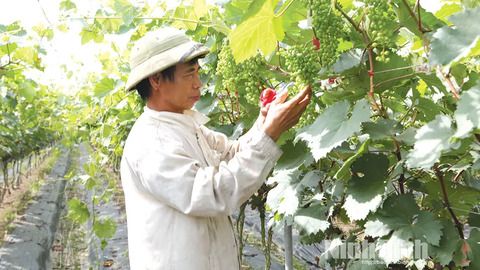 Để sản xuất nông nghiệp xanh, an toàn, hiện đại, bền vững