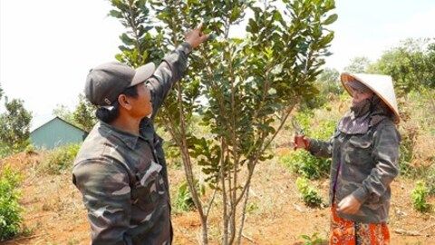 Lâm Đồng: Triển khai hiệu quả Chương trình phát triển kinh tế - xã hội vùng đồng bào DTTS và miền núi