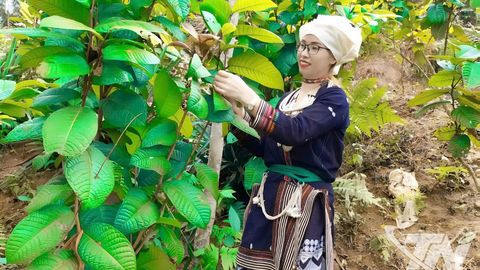 Sức sống mới trên vùng đất cách mạng Nghĩa Tá