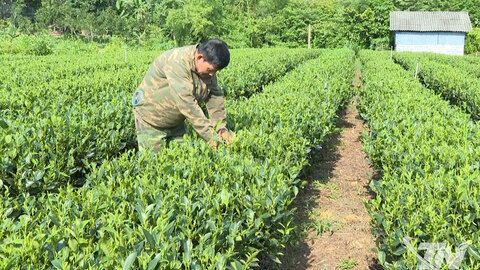 Đại Phúc đưa cây chè trở thành hàng hóa du lịch