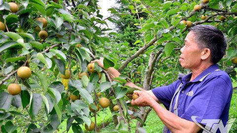 Nâng giá trị cây trồng đặc sản các xã phía Bắc