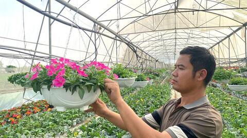 Làng hoa Ninh Phúc tất bật vào vụ Tết