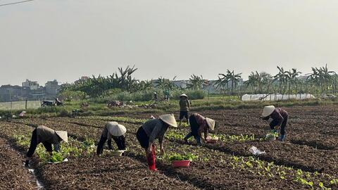 Nông dân xã Khánh Nhạc tập trung sản xuất vụ đông
