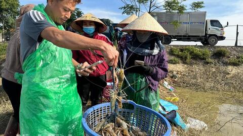 Mùa “cá nhảy” trên đồng chiêm
