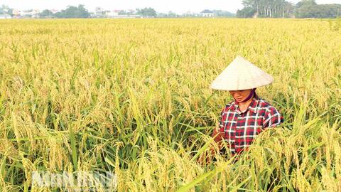 Bình Mỹ tập trung xây dựng vùng chuyên canh giống lúa đặc sản nếp cái hoa vàng