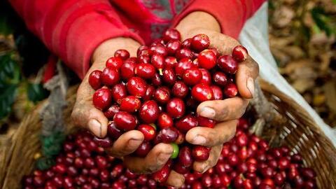 Giá cà phê hôm nay 6/12: Giá giảm khi đồng real Brazil suy yếu, robusta thấp nhất 2 tuần