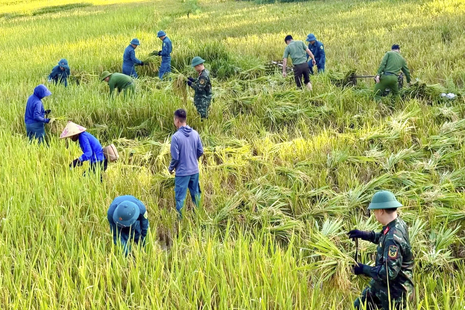 Thắm tình quân dân mùa gặt