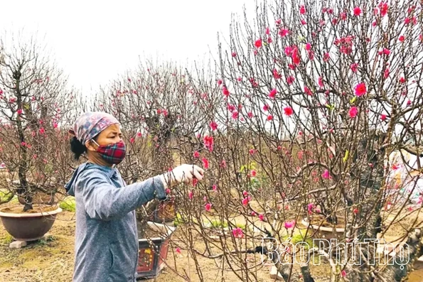 Làng hoa Phương Viên vào vụ Tết