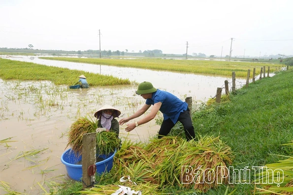 Xã Hoàng An: Nước ngập đồng, cán bộ xã cùng dân cứu lúa