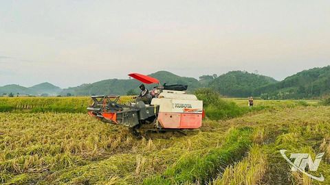 Thơm hương nếp vải Hợp Thành