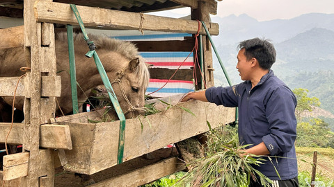 Phát triển chăn nuôi gia súc, tạo sinh kế bền vững ở vùng cao