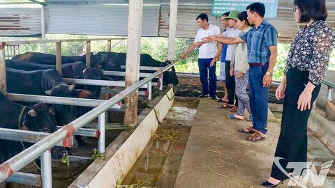 Chăn nuôi trang trại: Tăng cả chất và lượng