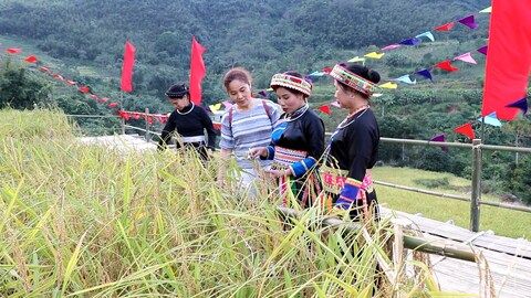 Gạo nếp Tài – Dẻo thơm từ nguồn cội