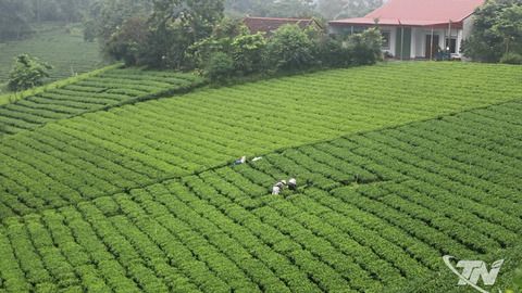 Nhàn tản với “Đệ nhất danh trà”